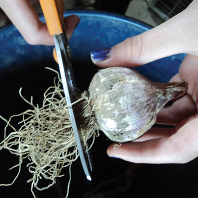 Checklist for a successful garlic harvest